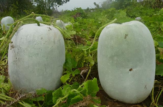 冬瓜是青皮的和黑皮的哪样好，夏季吃冬瓜黑皮