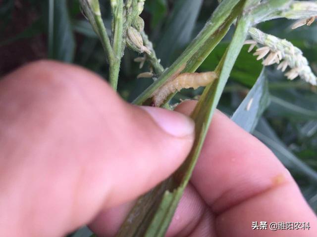 快速消灭害虫的方法，甲维盐几个黄金搭档