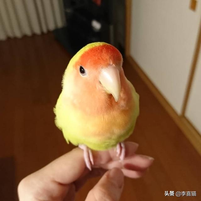 关于鹦鹉的4种小知识你明白了吗，你家鹦鹉体质好不生病