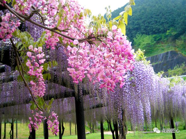 紫藤怎么养才能开花，不养一盆就太可惜了