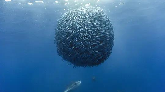 海洋世界纪录片，海洋深度探索纪录片