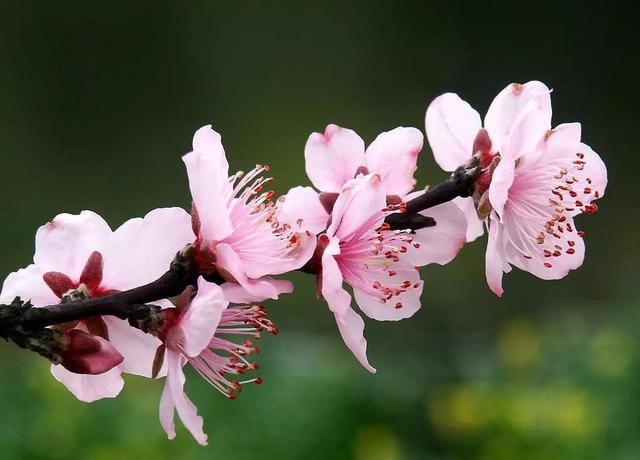 桃花嫣然出篱笑，关于桃花最美的诗词（赏读：桃花依旧笑春风）