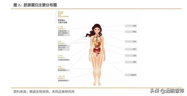 胶原蛋白肽前景，胶原蛋白在美丽和健康领域拥有广阔前景