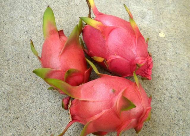 一般盆栽火龙果的种植方法图解，将火龙果枝种花盆