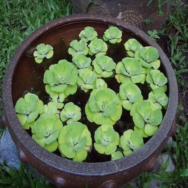 常用盆栽水生植物，“3种”绿植可水培