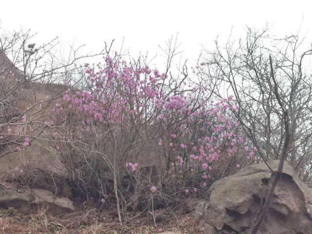 清明适合赏花的地方，纷纷春雨过后是最美人间四月天