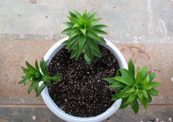 百合花开完花后植株如何处理，盆栽百合开花了怎么处理（百合开完别扔了）