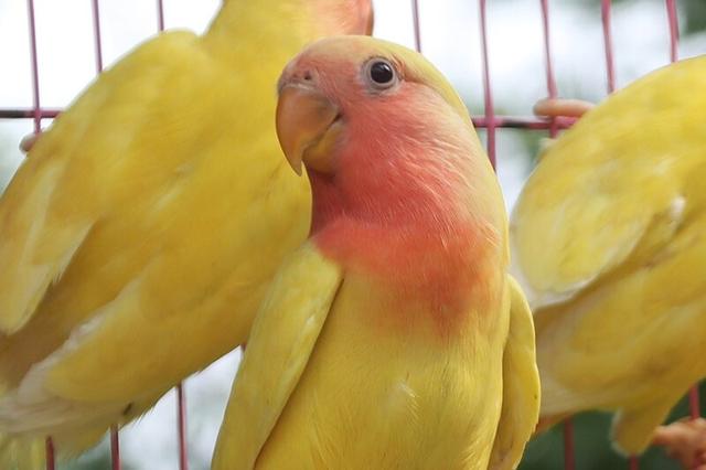 牡丹鹦鹉品种介绍大全，面类牡丹鹦鹉的所有品种