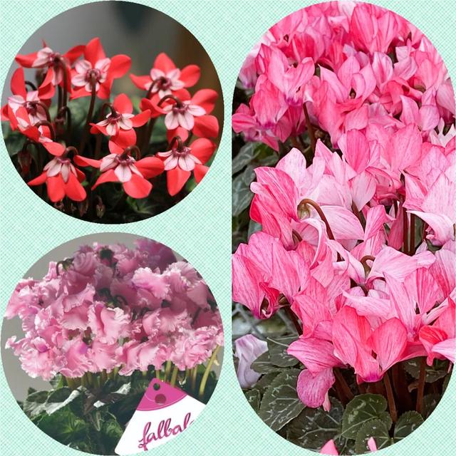 准备好迎接兔精灵，仙客来什么时候开花花期多长时间