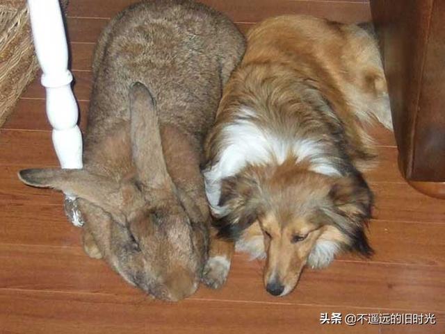 15种实际存在的异常大的动物，21种完全超乎了想象身形特别巨大的动物