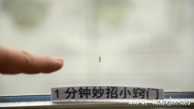 家里消灭蚊子的妙招，家里蚊子很多“不要慌”