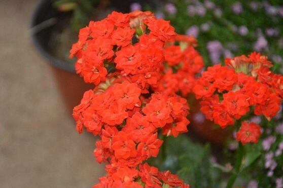 长寿花放卧室里养好吗，长寿花可以放入卧室养吗