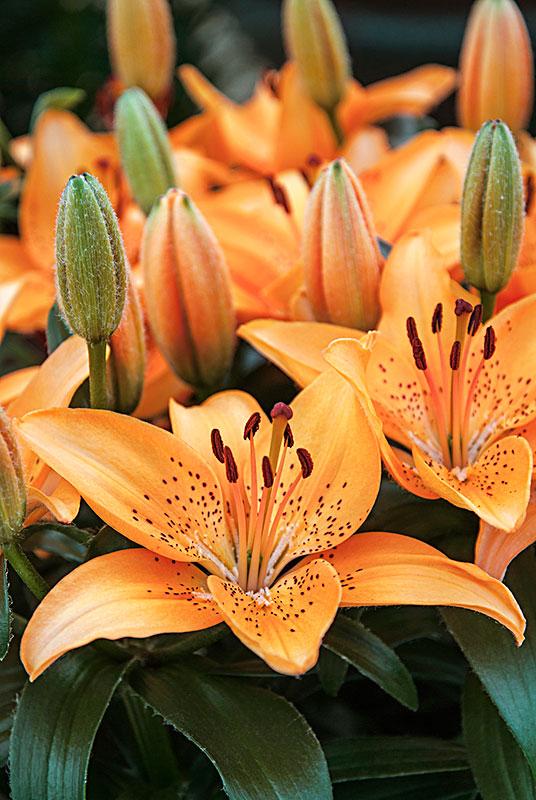 百合花有多少品种，百合花品种大全（很适合种在庭院）