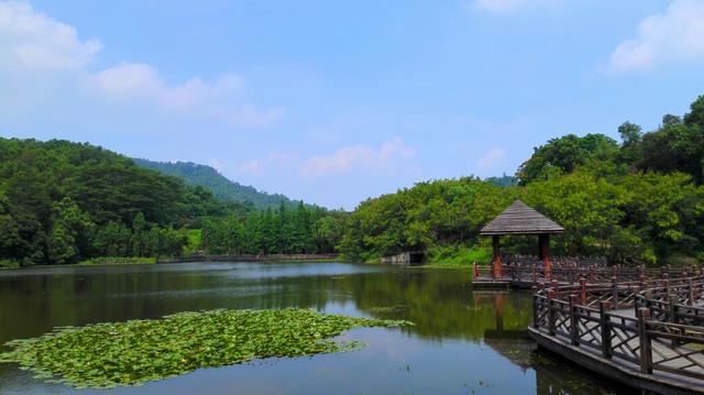 广州石门森林公园游玩，广东颇受欢迎的森林公园