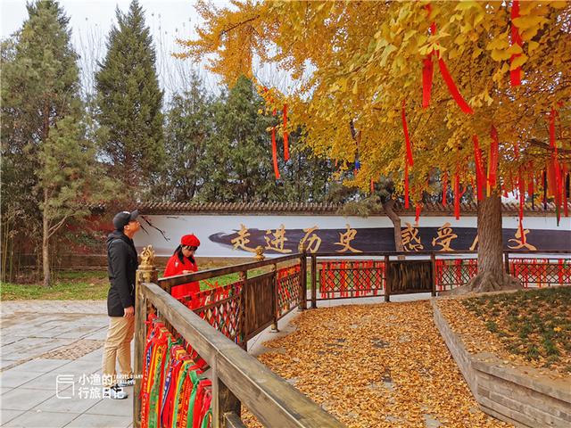 西安最古老的银杏树，太神奇了2600年前老子在西安种了株银杏