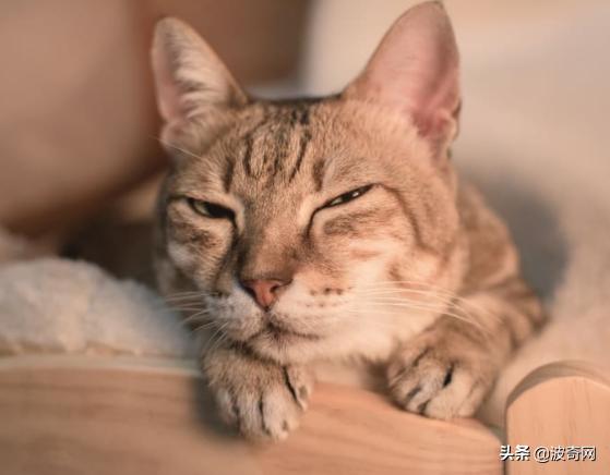 猫咪的4种睡姿代表什么，猫睡姿里藏着这些秘密