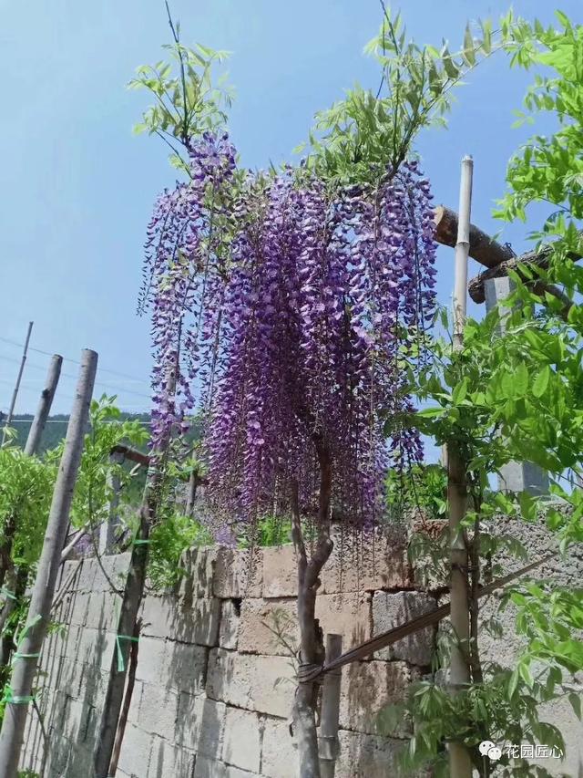 紫藤怎么养才能开花，不养一盆就太可惜了