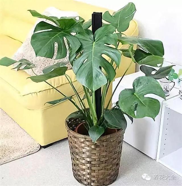 龟背竹的水养方法和注意事项，养龟背竹用对土