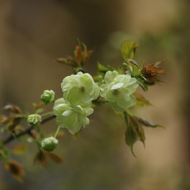 带有春风的诗词句有哪些，58句春风诗词送给你