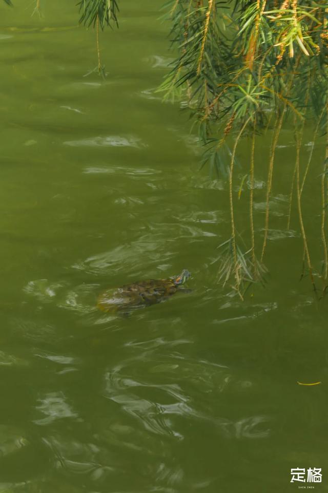 莲花山公园 网红打卡地，莲花山公园又红了