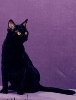 世界名猫品种，世界名猫品种大全