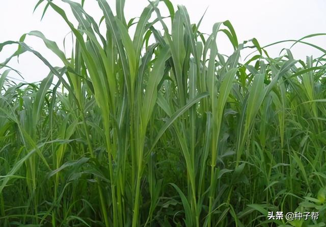 高丹草需要每年种植吗，为什么养殖都种高丹草
