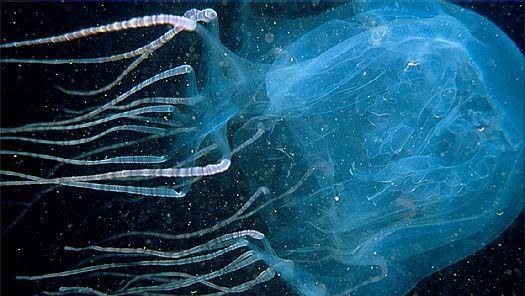 澳大利亚有些什么特产值得买，你不知道的国家冷知识