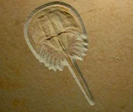 地球上唯一的蓝血生物，男孩交给警察1只4眼蓝血小怪物