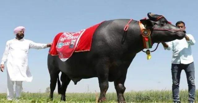 兰博基尼大牛多少钱一辆，最贵的大牛兰博基尼（兰博基尼新款大牛Revuelto也许这才大家心驰神往的混动超跑）