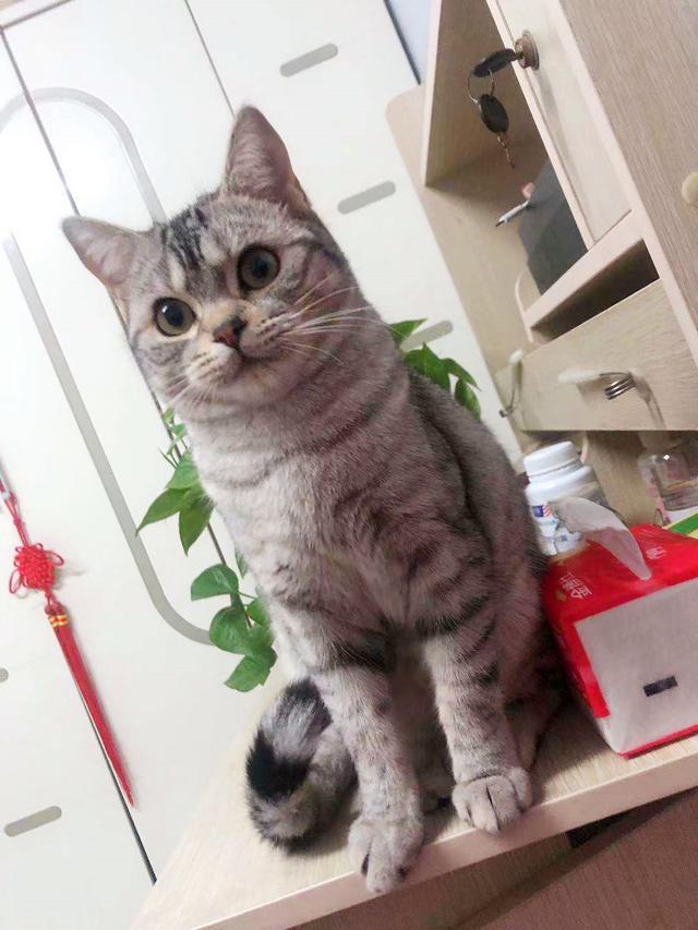 猫传腹的典型过程，关于猫传腹，你一定要提前知道