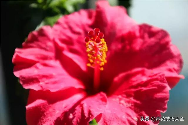 四季开花的花卉，十种四季开花的花卉有哪些（俏丽多姿的花卉）