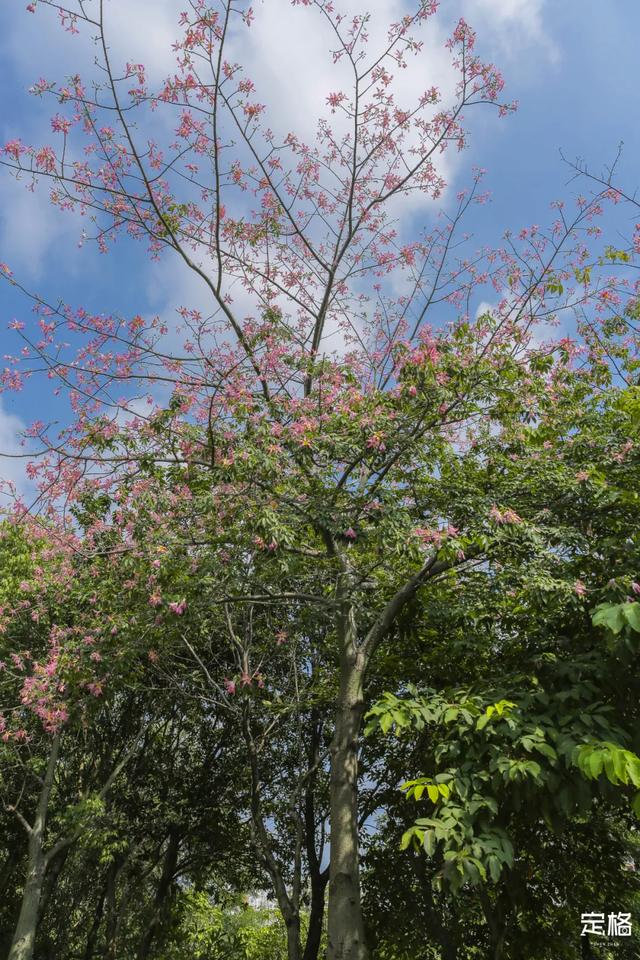 观澜河湿地公园，深圳十个免费特色花海