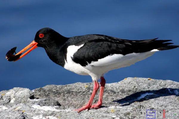 美国国鸟的品种，欧洲各国国鸟大全