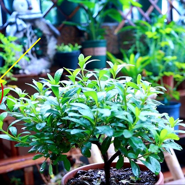 杜鹃花开时如何养护，杜鹃开败了春天3个