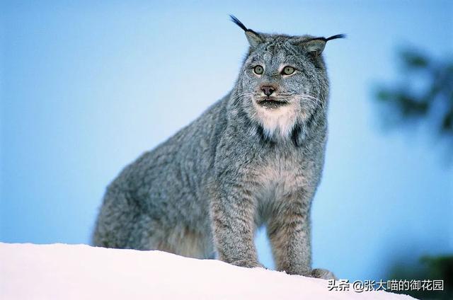 世界上十种凶猛猫咪品种排行榜，盘点十大最傻的猫咪品种