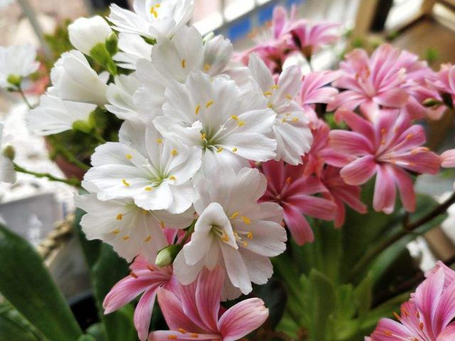 玛格丽特的春天，春天什么花爆盆好养