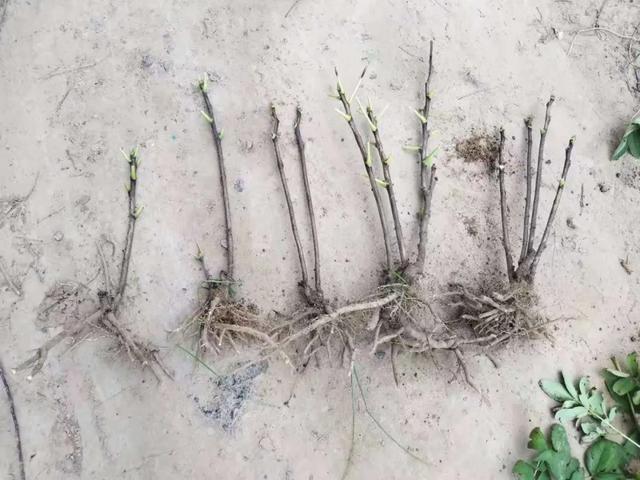 美丽的花中之王牡丹，被国人视为花中之王的牡丹品种