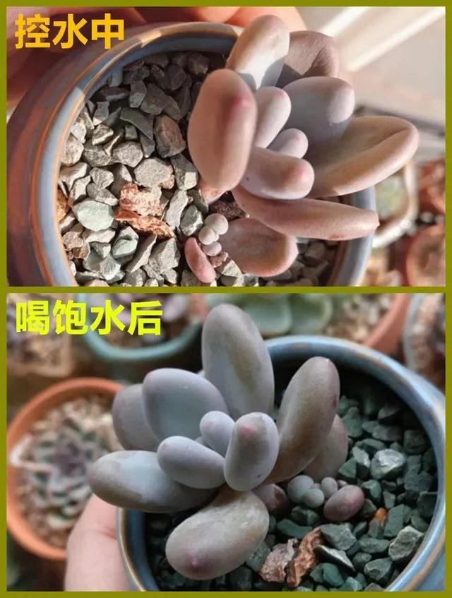 多肉怎么才能晒出好看的太阳，不是所有多肉都爱晒太阳