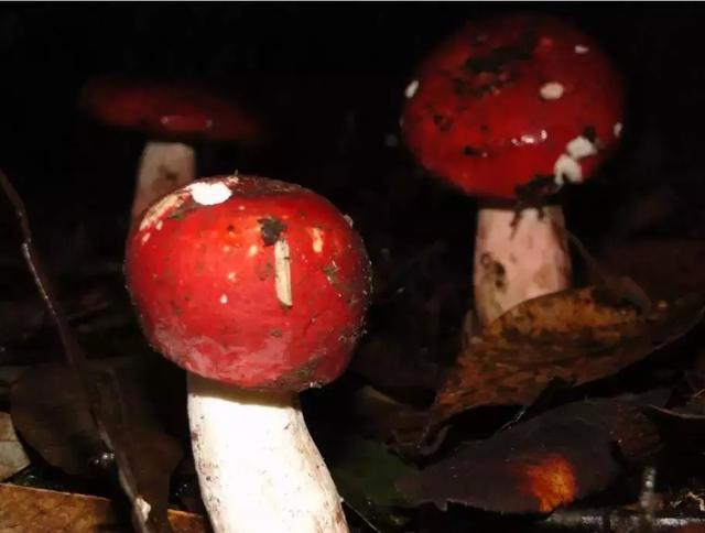 云南最好吃的野生菌在哪，中国最浪漫城市非她莫属