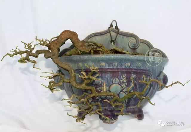 黄杨盆景大全，黄就成老师盆景精品欣赏