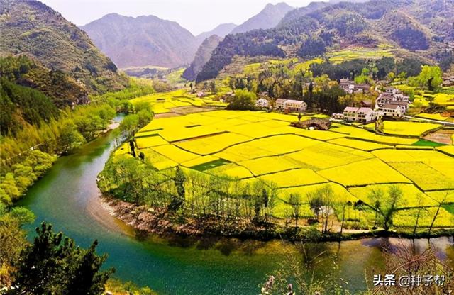 最佳油菜花观赏地，快来这里看油菜花海