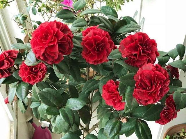 君子兰怎么浇水，君子兰正确浇水原则（这才是最正确的方法）