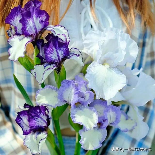 秋天有什么花容易养又好看，这20种花建议选几个