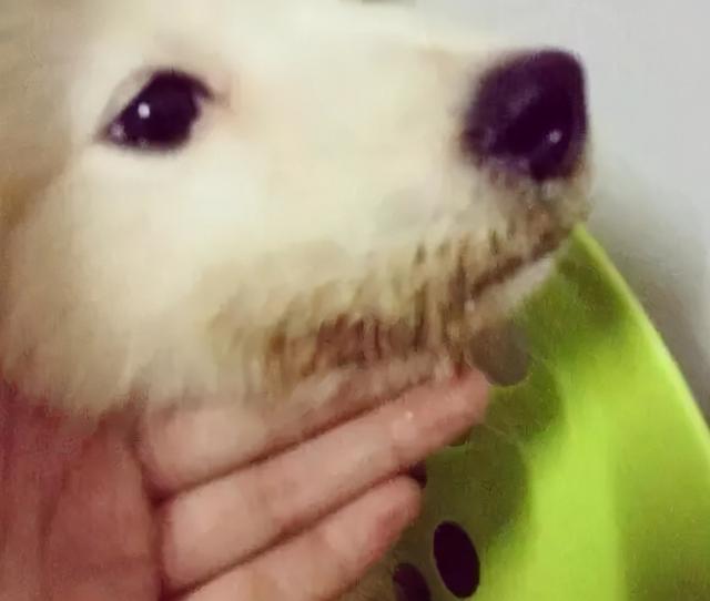 星期狗的特点和习惯，如果狗狗有这些特征