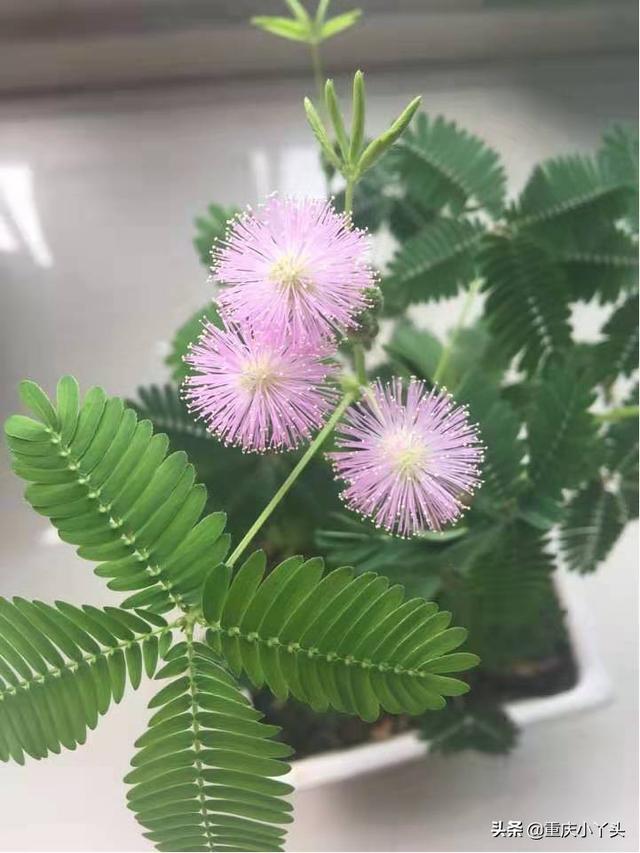 盆栽含羞草的养殖方法和注意事项，像小姑娘一样害羞的草本植物