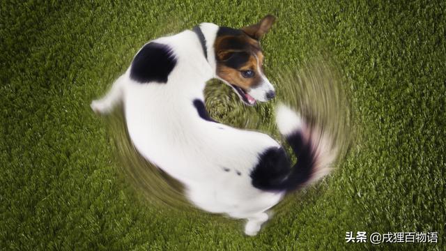 幼犬第一次驱虫时间，幼犬驱虫正确用法（刚出生的幼犬，怎么驱虫）