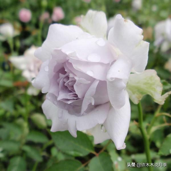 花色鲜艳又浓香的月季品种，浓香四溢的6款月季