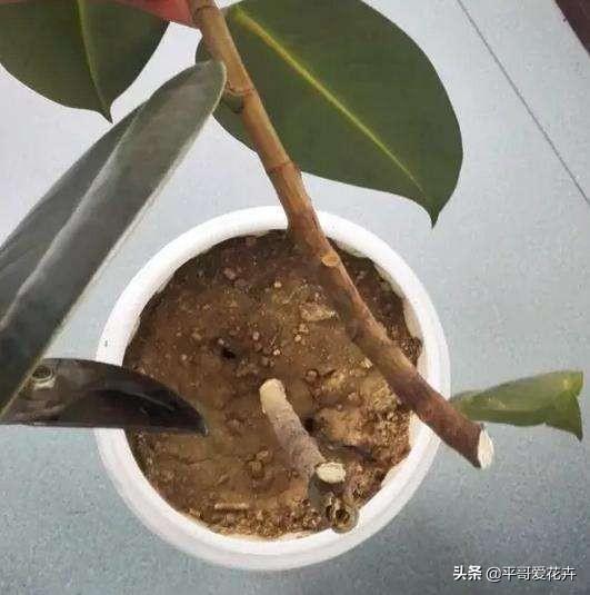 花叶橡皮树怎么养，盆栽橡皮树的种植方法