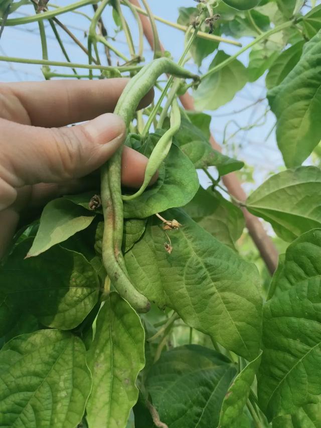 蓟马，蓟马为什么这么防治