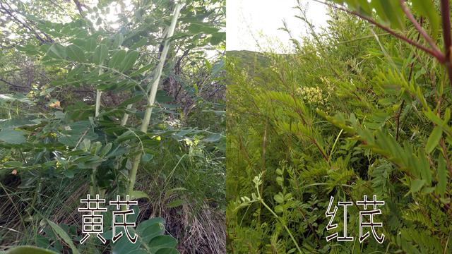 红芪糖尿病(血糖高可以吃红芪吗)